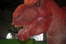 Tyrannosaurus rex 2.jpg